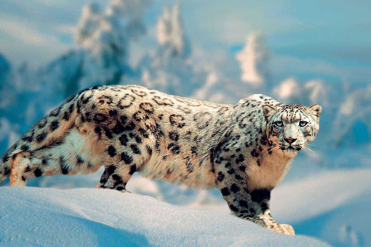 9 Características De Los Leopardos De Las Nieves