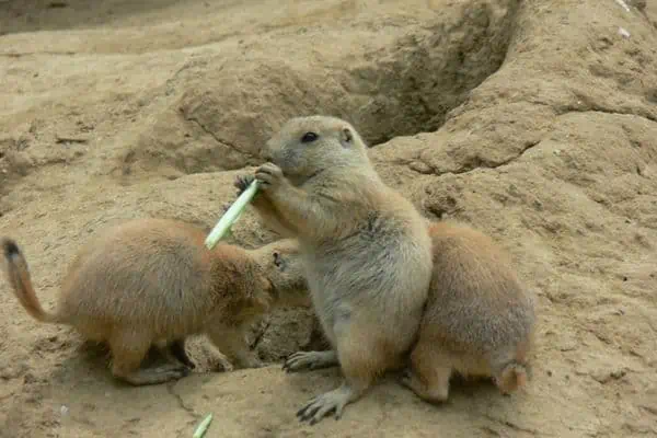 grupo de perros de la pradera