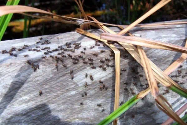 Hormigas arrastrándose sobre un tronco viejo