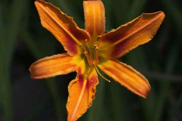 flor de azucena