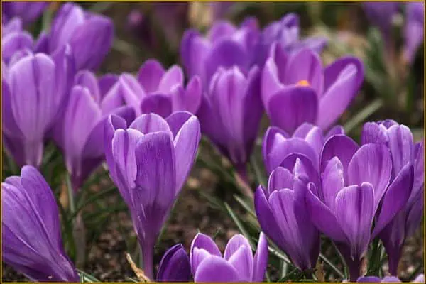 flores de azafrán