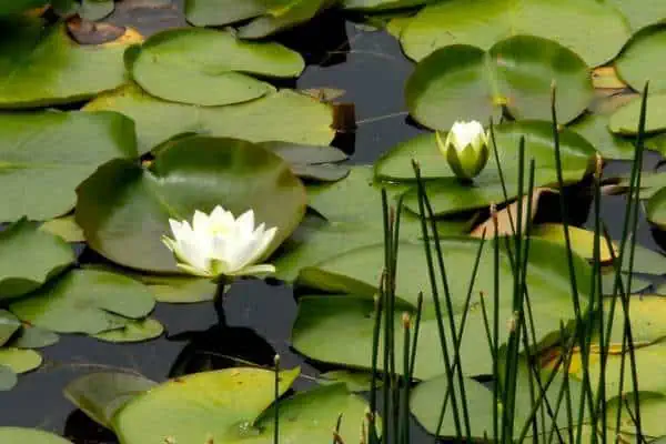 Flores de nenúfar blanco americano