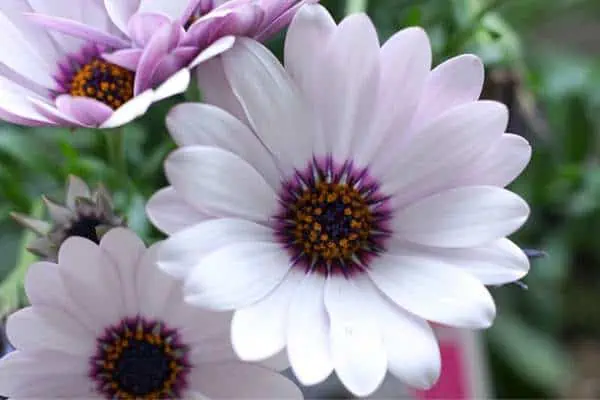 Flores de margarita africana