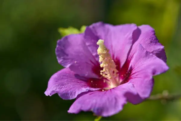 Flor de hibisco común
