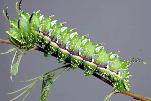 Oruga de la polilla de seda de Hubbard