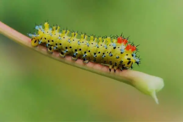 Oruga de la polilla Cecropia