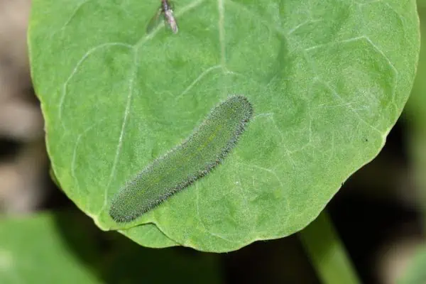 oruga del gusano de la col