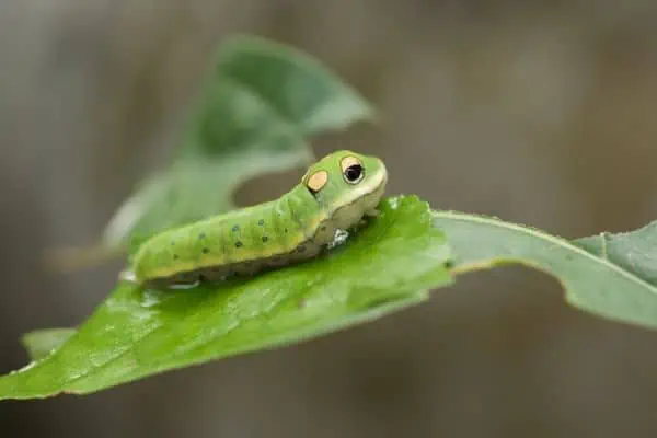 Oruga cola de golondrina Spicebush