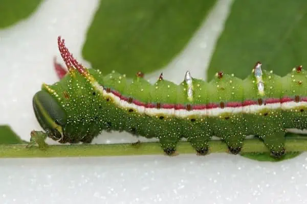 Oruga de la polilla de la langosta de la miel