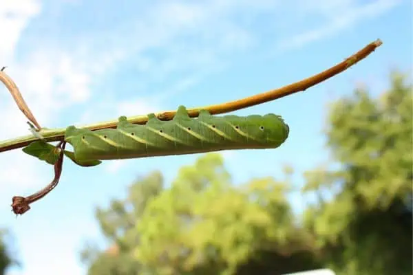 Oruga esfinge eumorpha