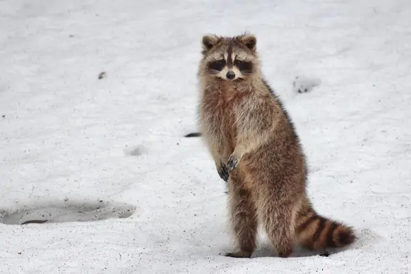 Mapache en campo nevado