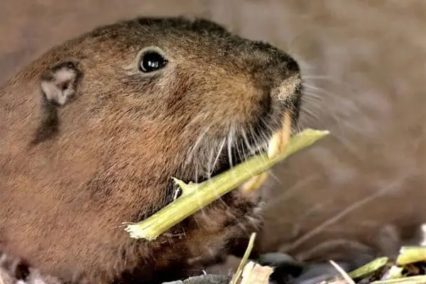 Tuza de bolsillo comiendo