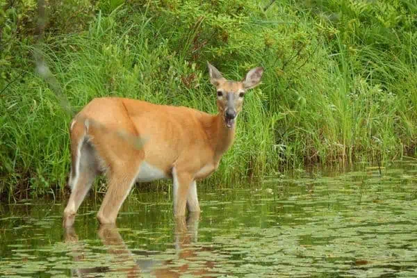 Venado cola blanca en el río