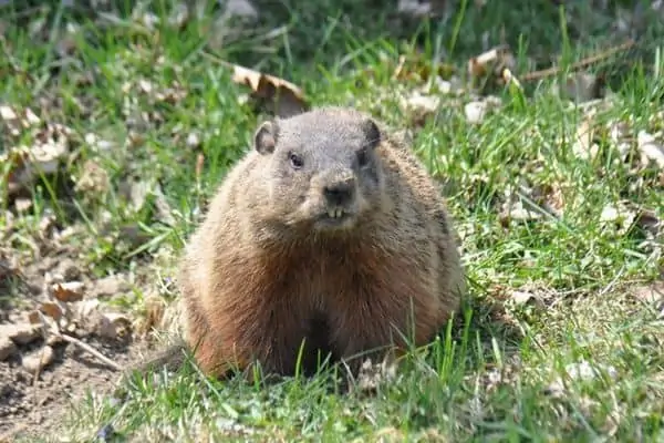 La marmota mostrando los dientes