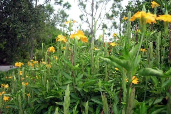 Flor de petardo