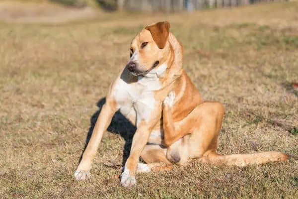 perro rascándose