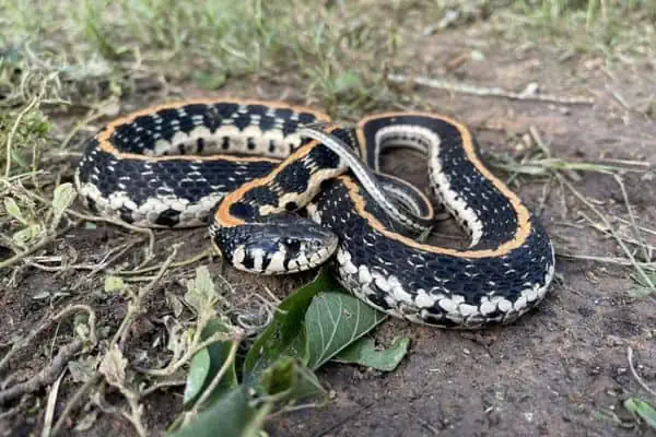 Serpiente de liga de cuello negro oriental