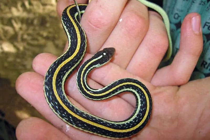 Serpiente de cinta occidental