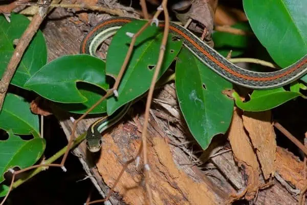 Serpiente de cinta de rayas rojas