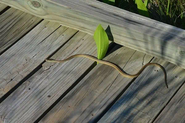 Serpiente de cinta de la costa del golfo