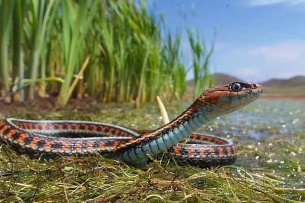 Serpiente de liga de lados rojos de California
