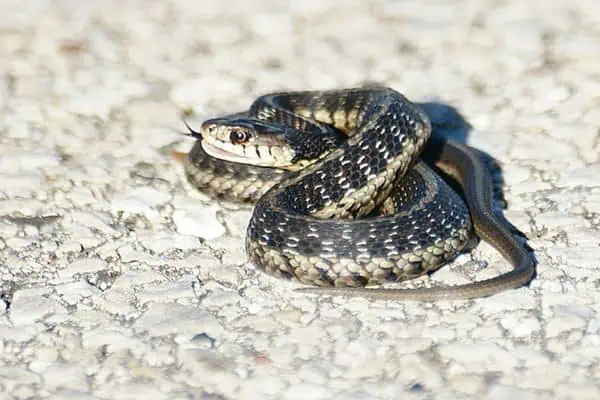 serpiente de liga de chicago