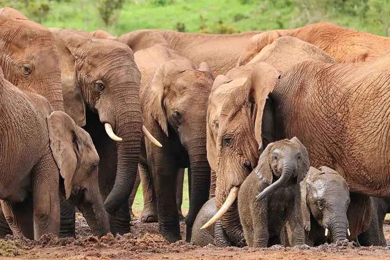 familia de elefantes