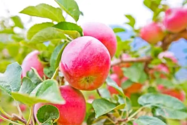fruta del manzano
