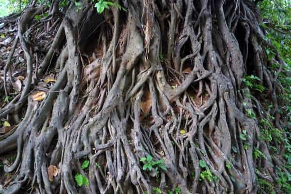 Raíces de árbol