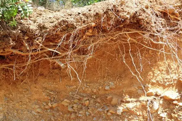Pelos de la raíz del árbol