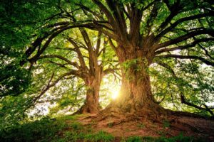 Las 9 Partes De Un Árbol (con Imágenes)