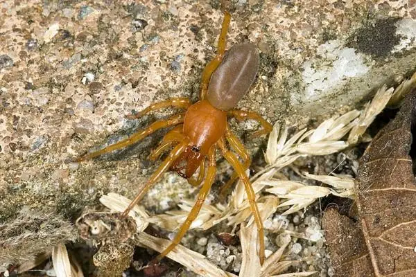 Araña cazadora de cochinillas sobre una roca