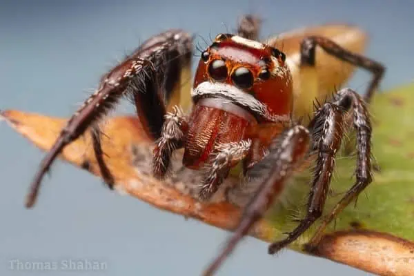 araña saltarina sylvana