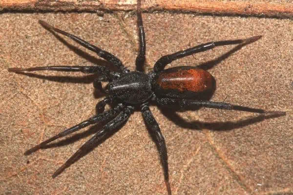 Araña imitadora de hormigas con manchas rojas