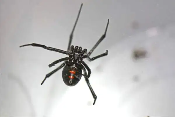 Araña viuda negra del norte