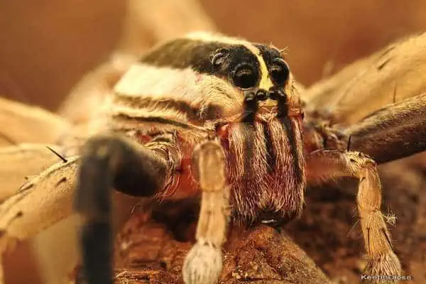 Araña lobo rabiosa