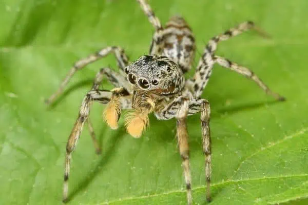 araña saltadora dimórfica