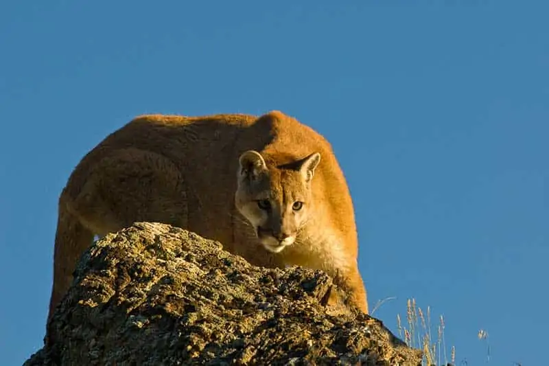 León de montaña en la cima