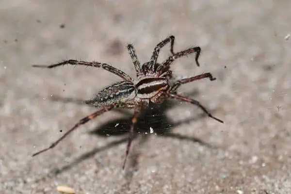 araña de tela en embudo americana