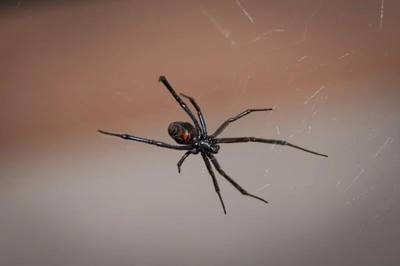 araña viuda negro