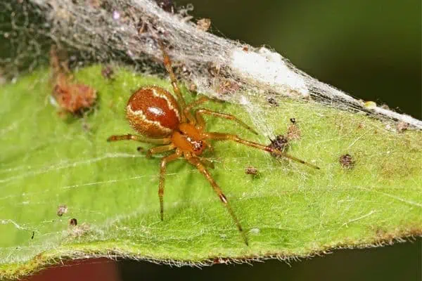 araña telaraña cuasi social