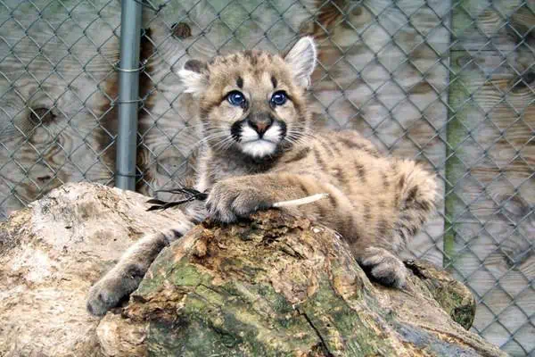 Gatito de león de montaña en un tronco