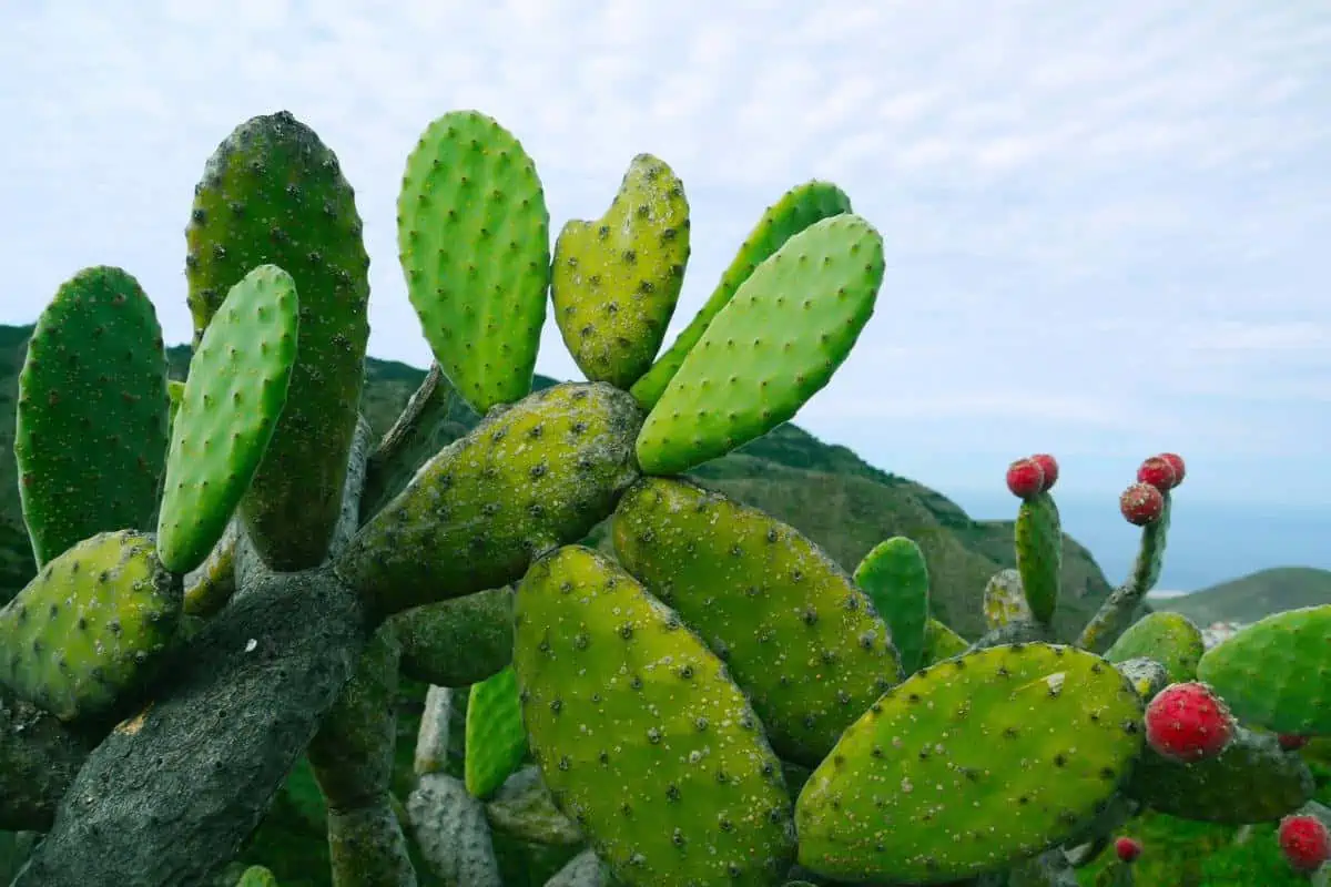 Planta de tuna