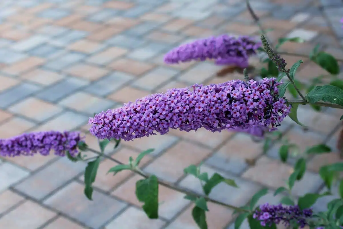 Arbusto de mariposas en la acera