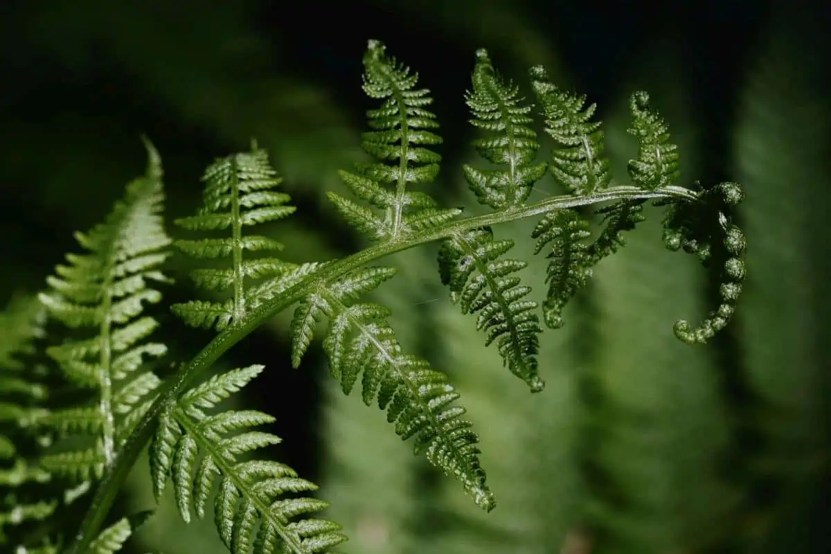 planta de helecho