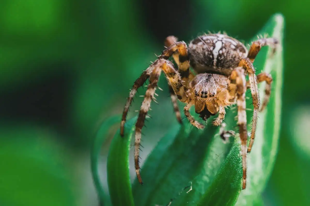 Araña en una planta