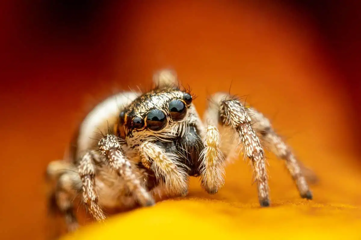 Araña saltadora audaz sobre fondo borroso