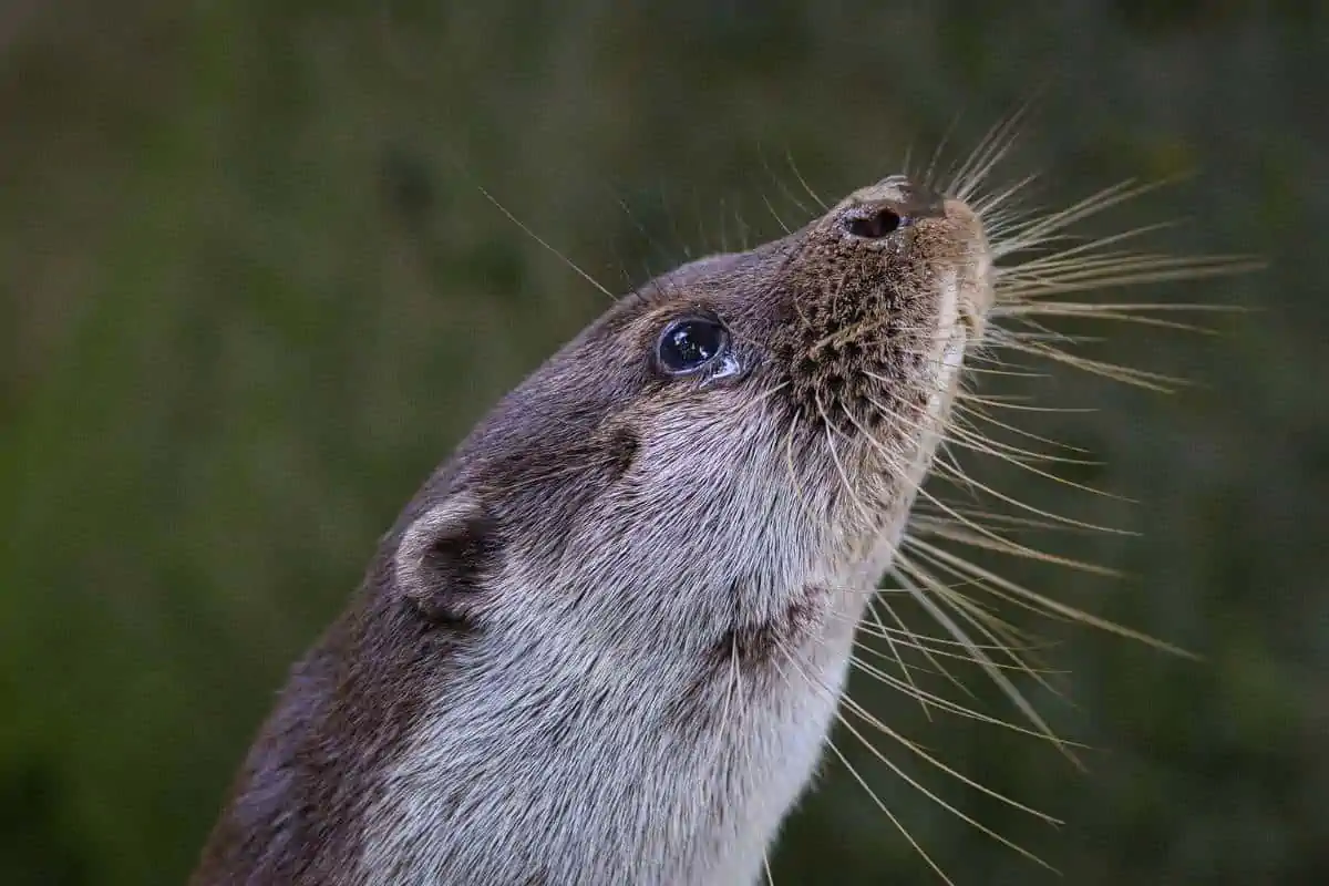 Nutria marina mirando hacia arriba