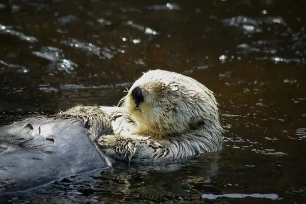 Nutria marina dormida