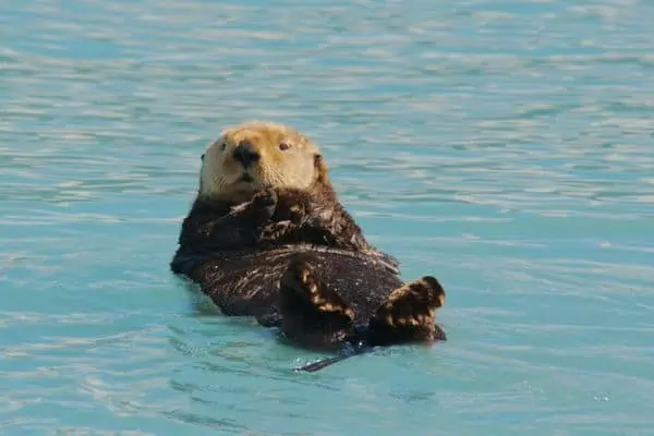 Nutria marina flota en el mar